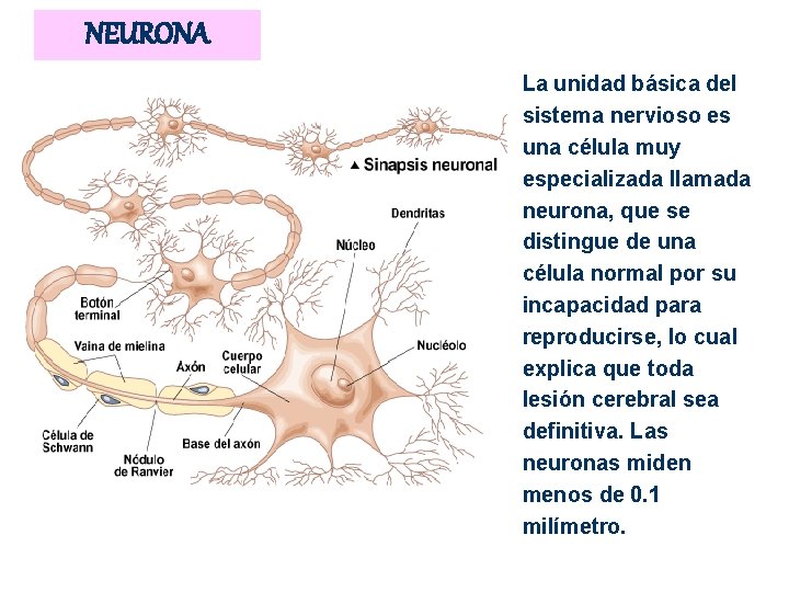 NEURONA La unidad básica del sistema nervioso es una célula muy especializada llamada neurona, NEURONA La unidad básica del sistema nervioso es una célula muy especializada llamada neurona,
