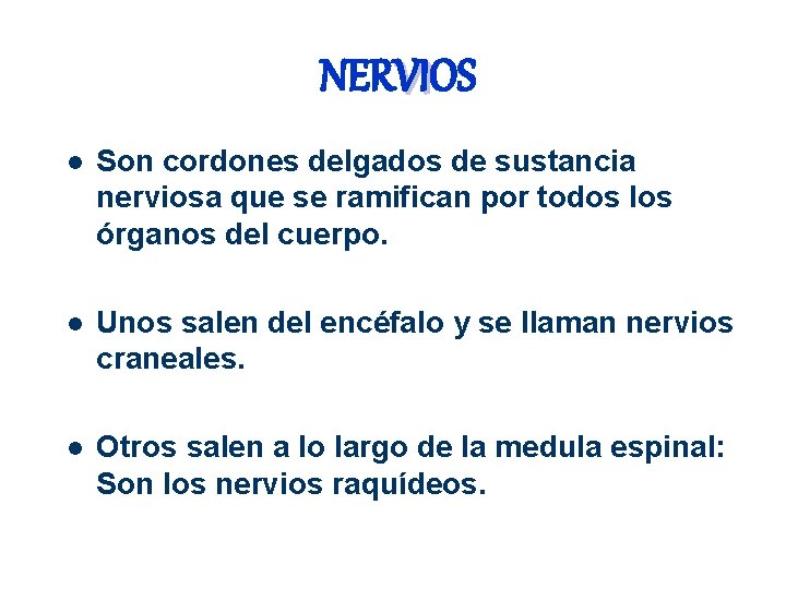 NERVIOS VI l Son cordones delgados de sustancia nerviosa que se ramifican por todos NERVIOS VI l Son cordones delgados de sustancia nerviosa que se ramifican por todos