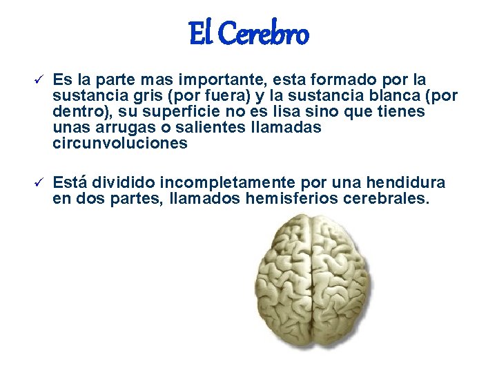 El Cerebro ü Es la parte mas importante, esta formado por la sustancia gris El Cerebro ü Es la parte mas importante, esta formado por la sustancia gris