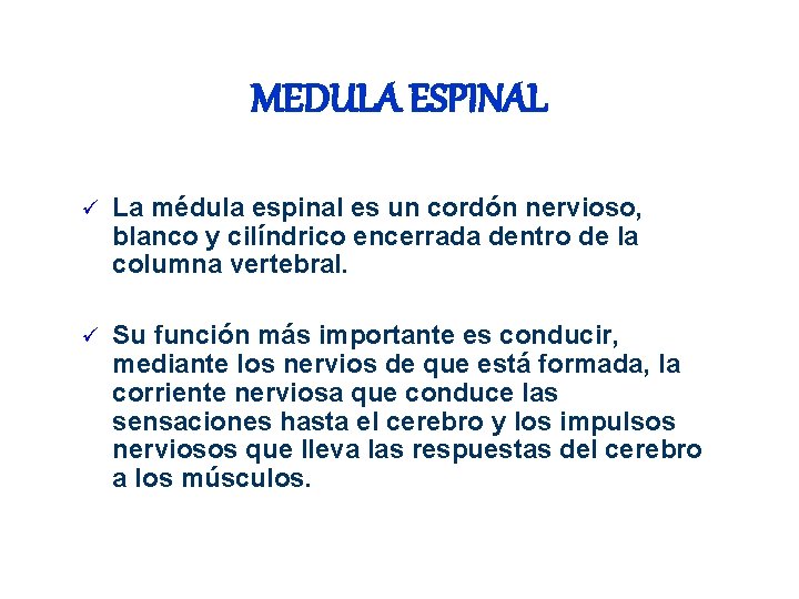 MEDULA ESPINAL ü La médula espinal es un cordón nervioso, blanco y cilíndrico encerrada MEDULA ESPINAL ü La médula espinal es un cordón nervioso, blanco y cilíndrico encerrada