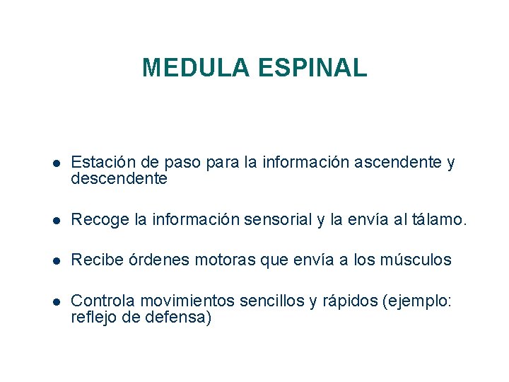 MEDULA ESPINAL l Estación de paso para la información ascendente y descendente l Recoge MEDULA ESPINAL l Estación de paso para la información ascendente y descendente l Recoge