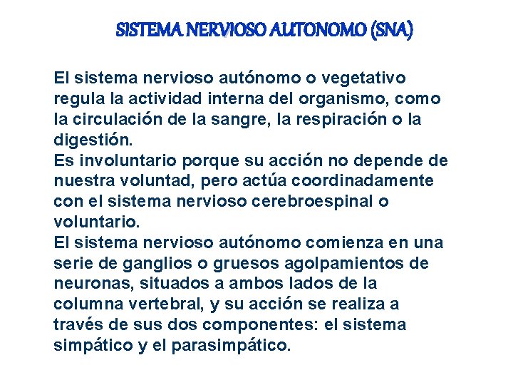 SISTEMA NERVIOSO AUTONOMO (SNA) El sistema nervioso autónomo o vegetativo regula la actividad interna SISTEMA NERVIOSO AUTONOMO (SNA) El sistema nervioso autónomo o vegetativo regula la actividad interna