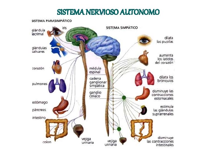 SISTEMA NERVIOSO AUTONOMO SISTEMA NERVIOSO AUTONOMO