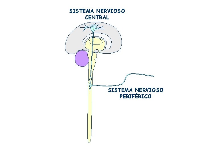 SISTEMA NERVIOSO CENTRAL SISTEMA NERVIOSO PERIFÉRICO SISTEMA NERVIOSO CENTRAL SISTEMA NERVIOSO PERIFÉRICO