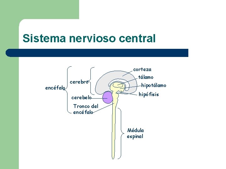 Sistema nervioso central corteza encéfalo cerebro cerebelo tálamo hipotálamo hipófisis Tronco del encéfalo Médula Sistema nervioso central corteza encéfalo cerebro cerebelo tálamo hipotálamo hipófisis Tronco del encéfalo Médula