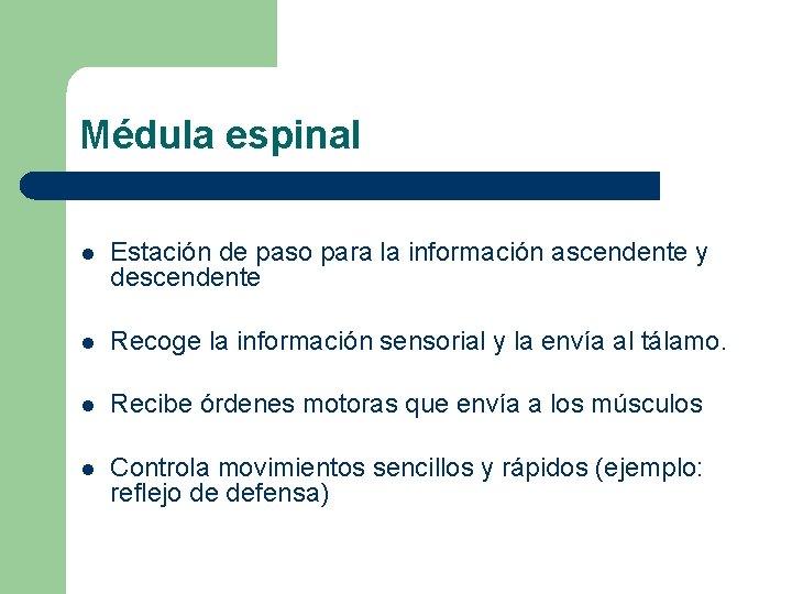 Médula espinal l Estación de paso para la información ascendente y descendente l Recoge Médula espinal l Estación de paso para la información ascendente y descendente l Recoge