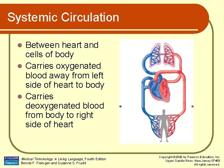 Systemic Circulation Between heart and cells of body l Carries oxygenated blood away from