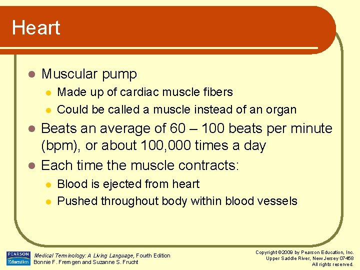 Heart l Muscular pump l l Made up of cardiac muscle fibers Could be