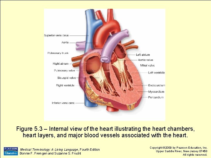 Figure 5. 3 – Internal view of the heart illustrating the heart chambers, heart