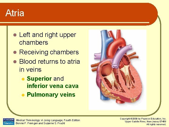 Atria Left and right upper chambers l Receiving chambers l Blood returns to atria