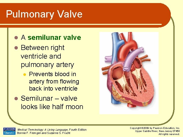 Pulmonary Valve A semilunar valve l Between right ventricle and pulmonary artery l l