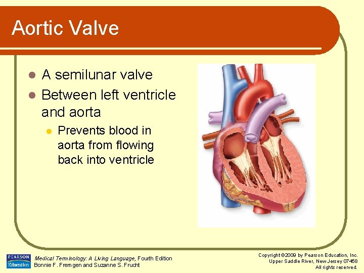 Aortic Valve A semilunar valve l Between left ventricle and aorta l l Prevents