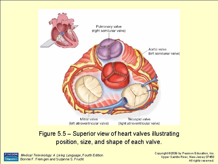 Figure 5. 5 – Superior view of heart valves illustrating position, size, and shape