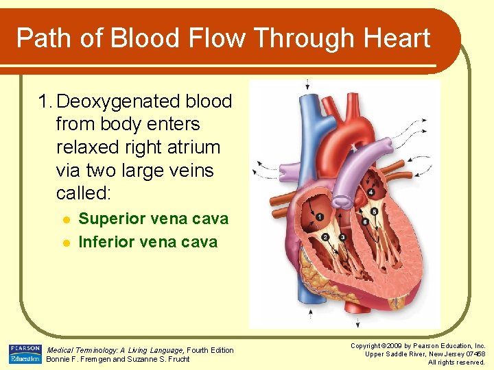 Path of Blood Flow Through Heart 1. Deoxygenated blood from body enters relaxed right