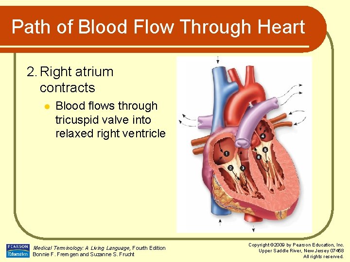 Path of Blood Flow Through Heart 2. Right atrium contracts l Blood flows through