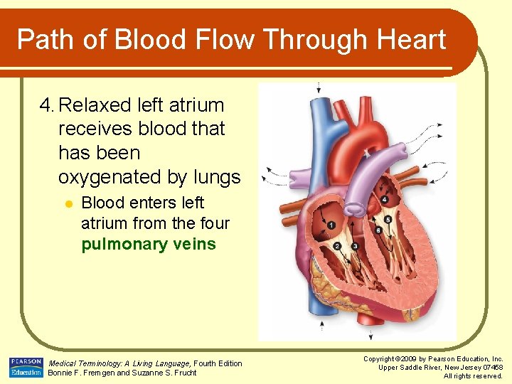 Path of Blood Flow Through Heart 4. Relaxed left atrium receives blood that has