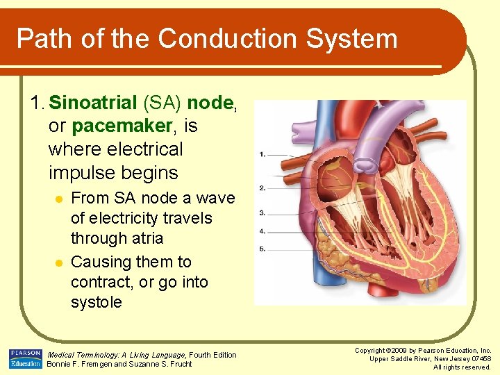 Path of the Conduction System 1. Sinoatrial (SA) node, or pacemaker, is where electrical