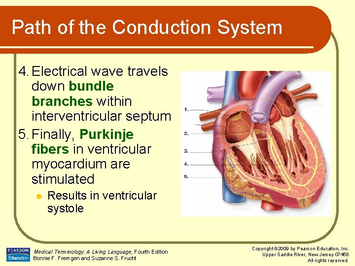 Path of the Conduction System 4. Electrical wave travels down bundle branches within interventricular