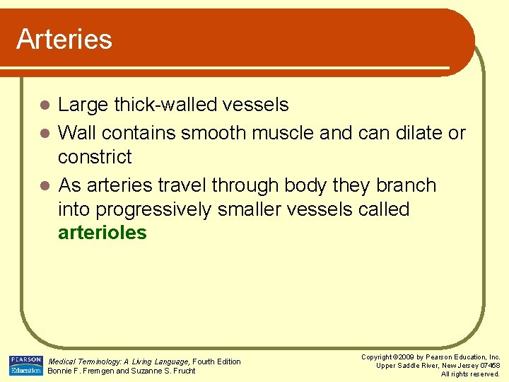 Arteries Large thick-walled vessels l Wall contains smooth muscle and can dilate or constrict