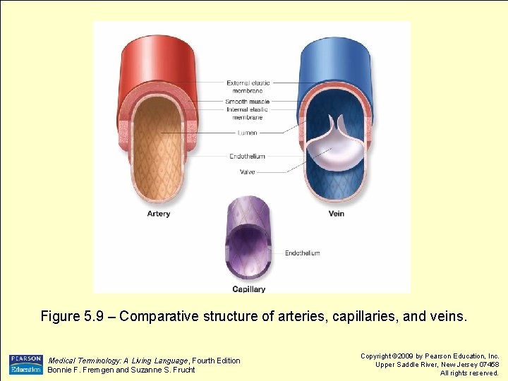 Figure 5. 9 – Comparative structure of arteries, capillaries, and veins. Medical Terminology: A