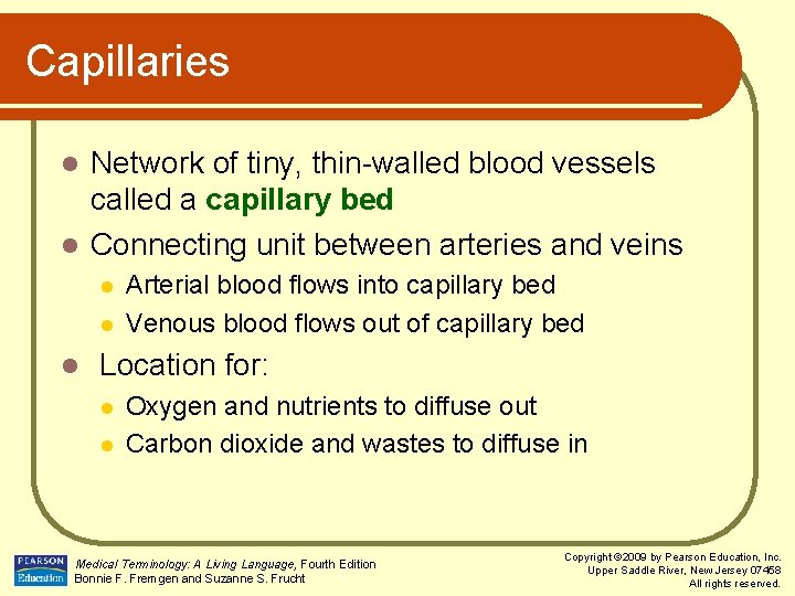 Capillaries Network of tiny, thin-walled blood vessels called a capillary bed l Connecting unit