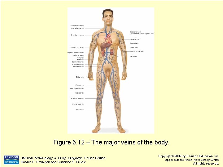 Figure 5. 12 – The major veins of the body. Medical Terminology: A Living