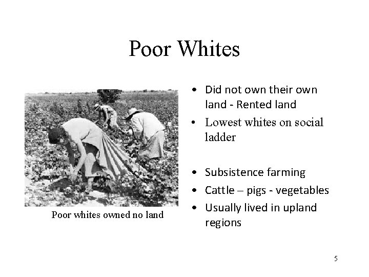 Poor Whites • Did not own their own land - Rented land • Lowest