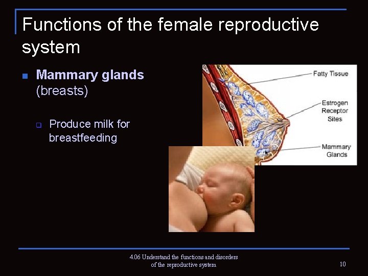 Functions of the female reproductive system n Mammary glands (breasts) q Produce milk for