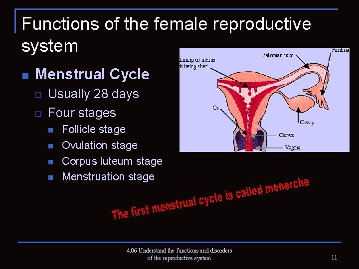 Functions of the female reproductive system n Menstrual Cycle q q Usually 28 days