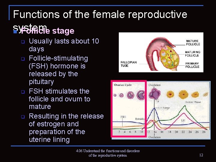Functions of the female reproductive system n Follicle stage q q Usually lasts about