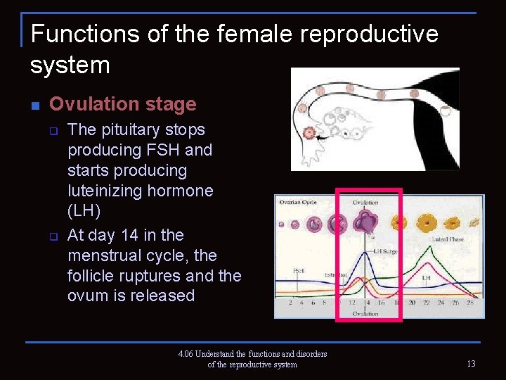 Functions of the female reproductive system n Ovulation stage q q The pituitary stops