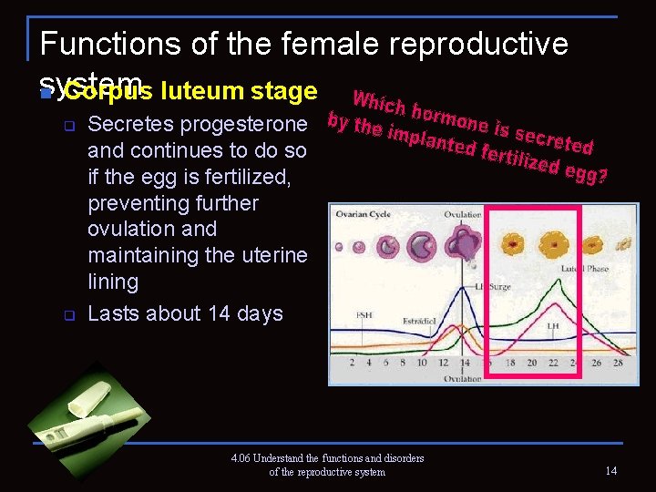 Functions of the female reproductive system n Corpus luteum stage q q Secretes progesterone