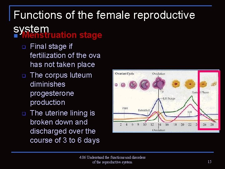 Functions of the female reproductive system n Menstruation stage q q q Final stage
