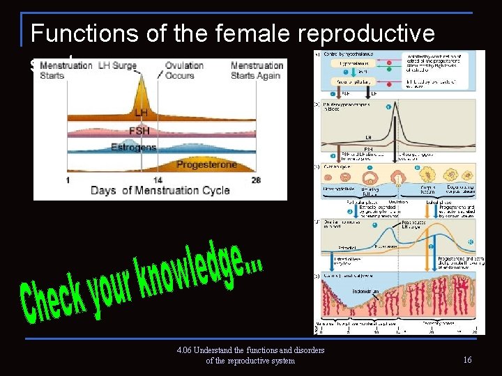Functions of the female reproductive system 4. 06 Understand the functions and disorders of