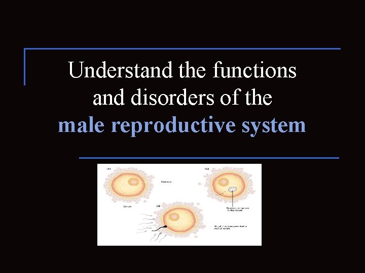 Understand the functions and disorders of the male reproductive system 