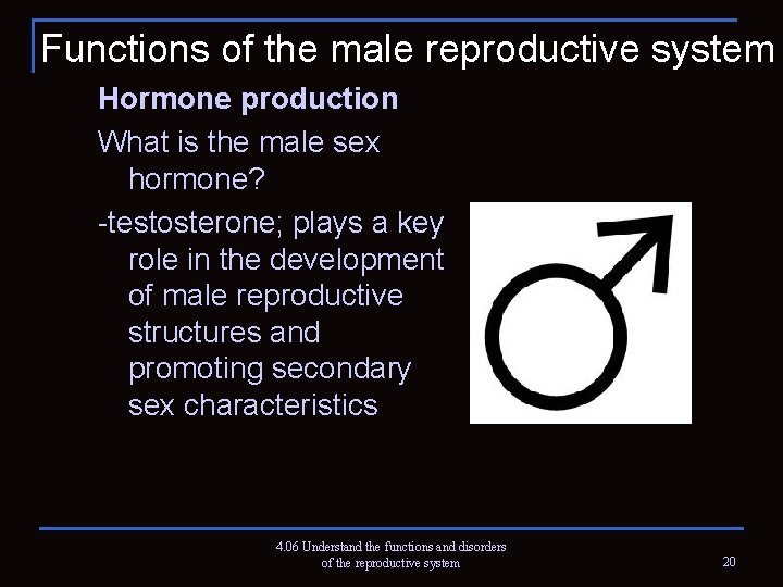 Functions of the male reproductive system Hormone production What is the male sex hormone?