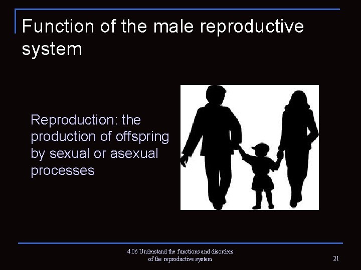 Function of the male reproductive system Reproduction: the production of offspring by sexual or