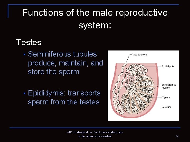 Functions of the male reproductive system: Testes § Seminiferous tubules: produce, maintain, and store