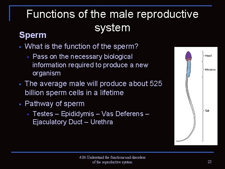 Functions of the male reproductive system Sperm § What is the function of the