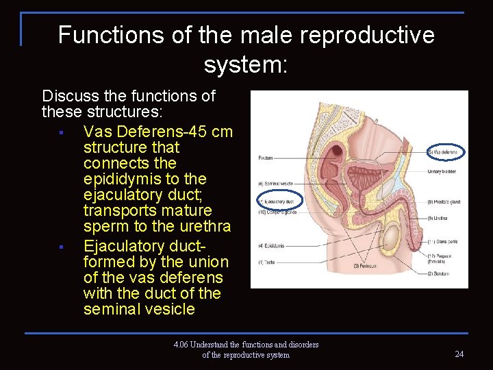 Functions of the male reproductive system: Discuss the functions of these structures: § Vas