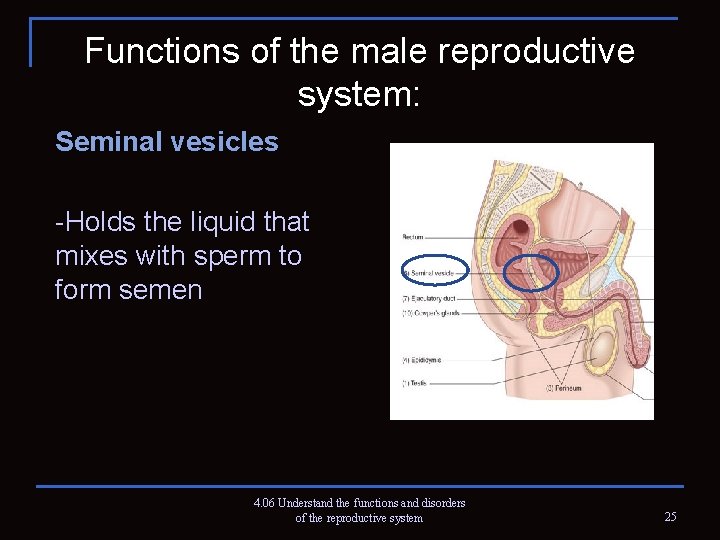 Functions of the male reproductive system: Seminal vesicles -Holds the liquid that mixes with