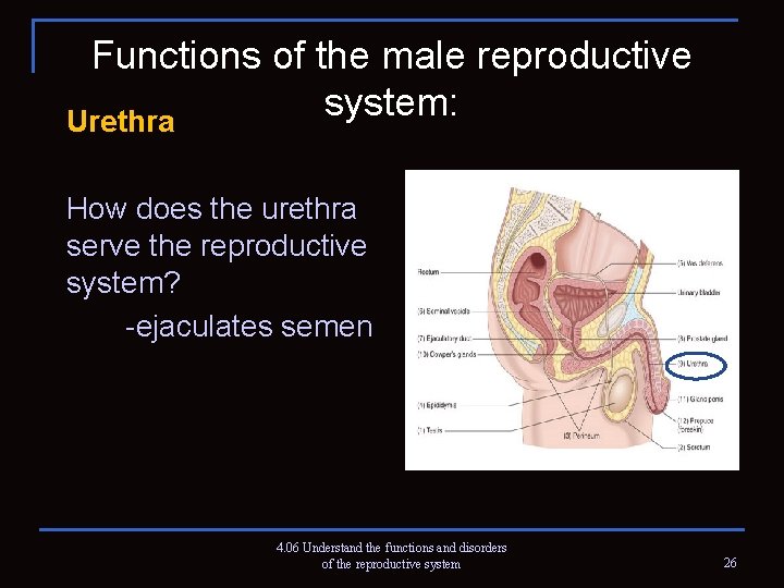 Functions of the male reproductive system: Urethra How does the urethra serve the reproductive