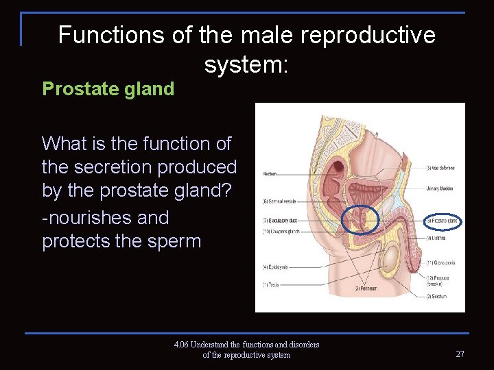 Functions of the male reproductive system: Prostate gland What is the function of the