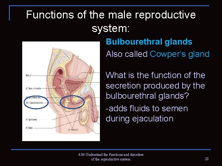 Functions of the male reproductive system: Bulbourethral glands Also called Cowper’s gland What is