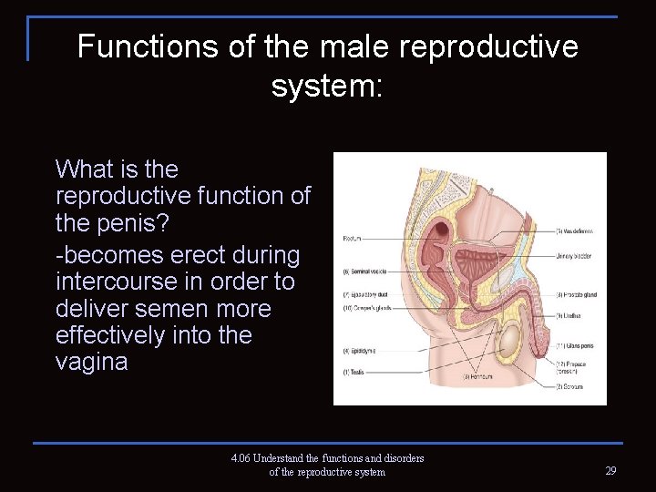 Functions of the male reproductive system: What is the reproductive function of the penis?