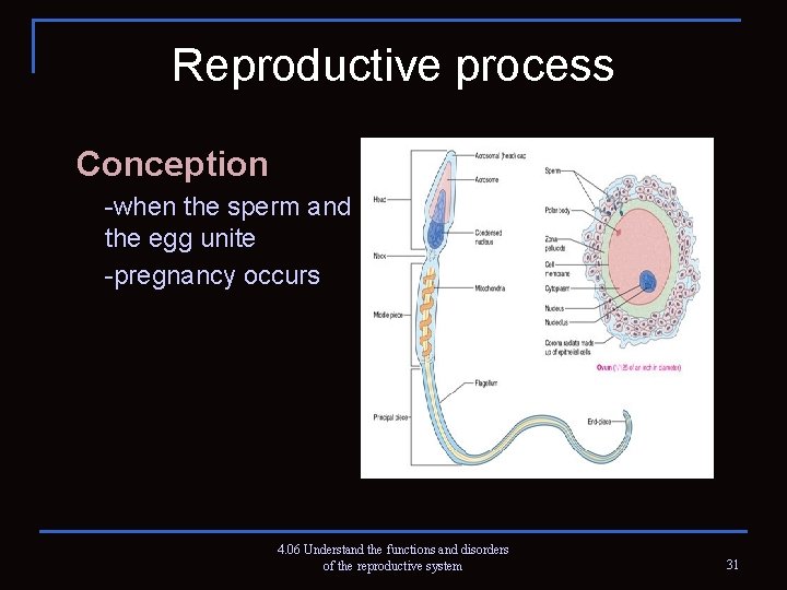 Reproductive process Conception -when the sperm and the egg unite -pregnancy occurs 4. 06