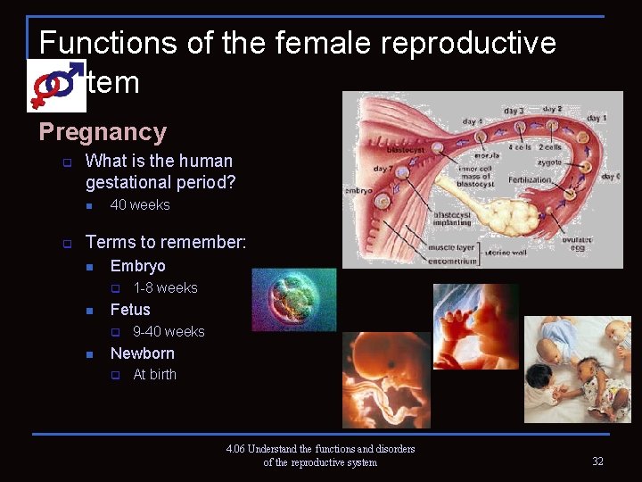 Functions of the female reproductive system Pregnancy q What is the human gestational period?