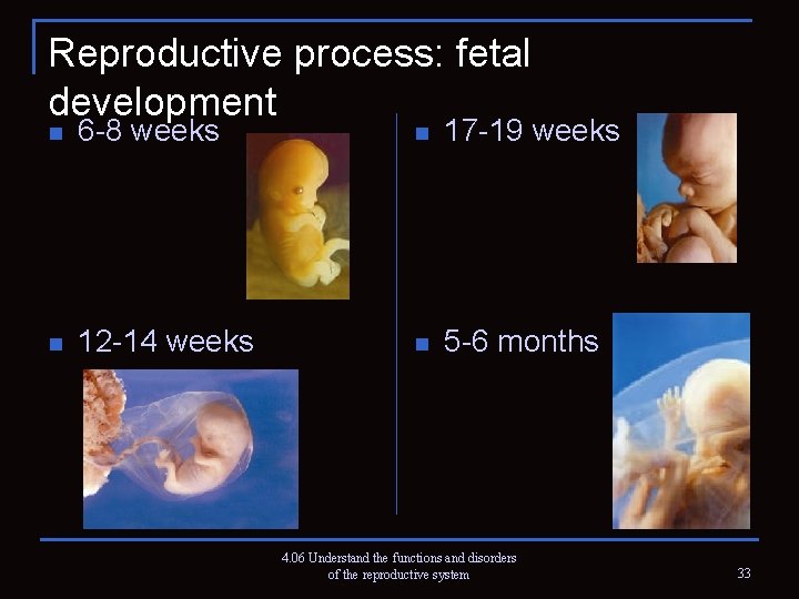 Reproductive process: fetal development n 6 -8 weeks n 17 -19 weeks n 12