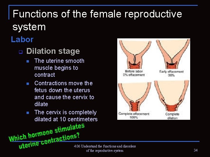 Functions of the female reproductive system Labor q Dilation stage n n n The