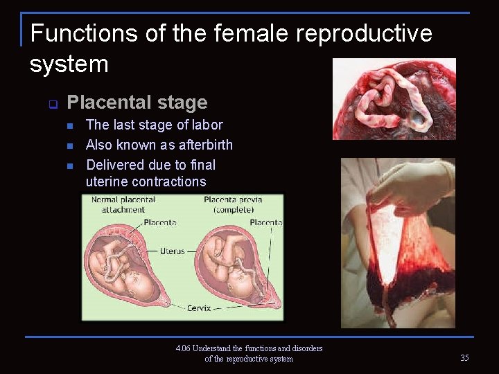 Functions of the female reproductive system q Placental stage n n n The last